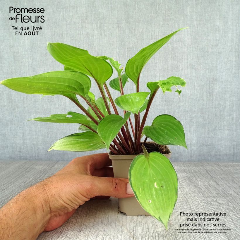 Esimerkki kesällä toimitetusta Kuunlilja Paradise Island Godet de 8/9 cm-taimesta
