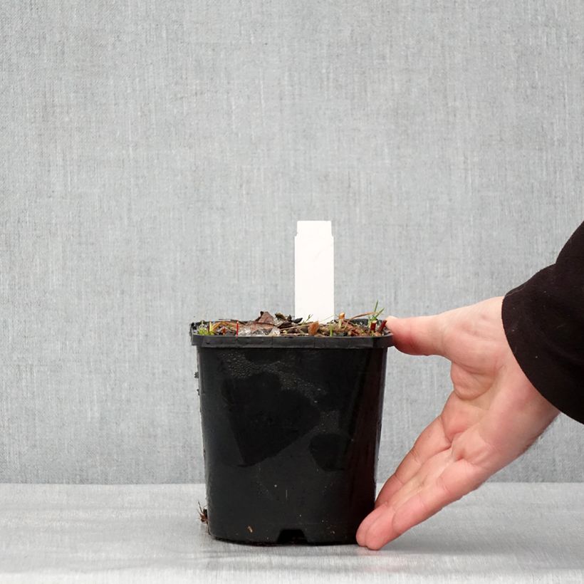 Esimerkki talvella toimitetusta Hosta Paradise Island Pot de 1,5L/2L-taimesta