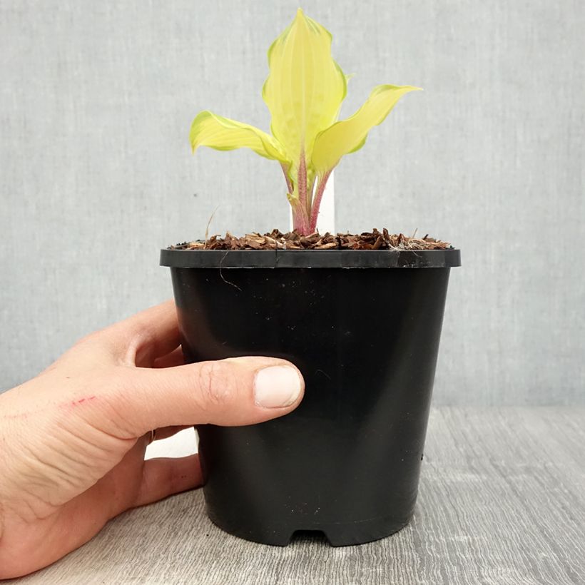 Esimerkki keväällä toimitetusta Kuunlilja Paradise Island Pot de 1,5L/2L-taimesta