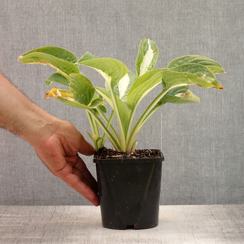Esimerkki kesällä toimitetusta Kuunlilja Pin Up Pot de 1,5L/2L-taimesta
