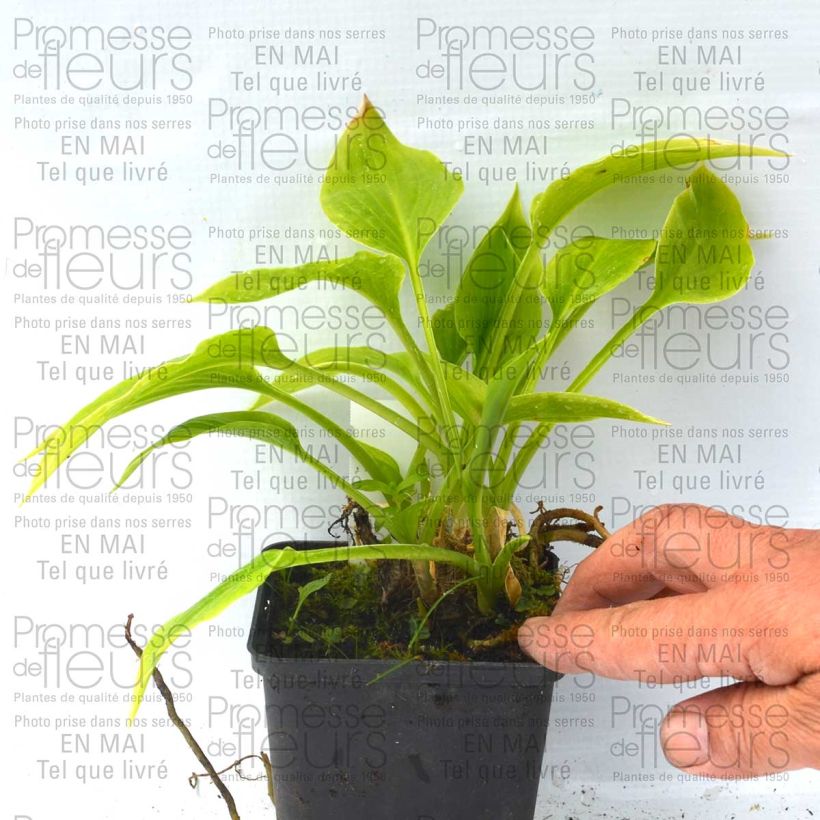 Esimerkki toimitetusta Tuoksukuunlilja Aphrodite Godet de 8/9 cm-taimesta