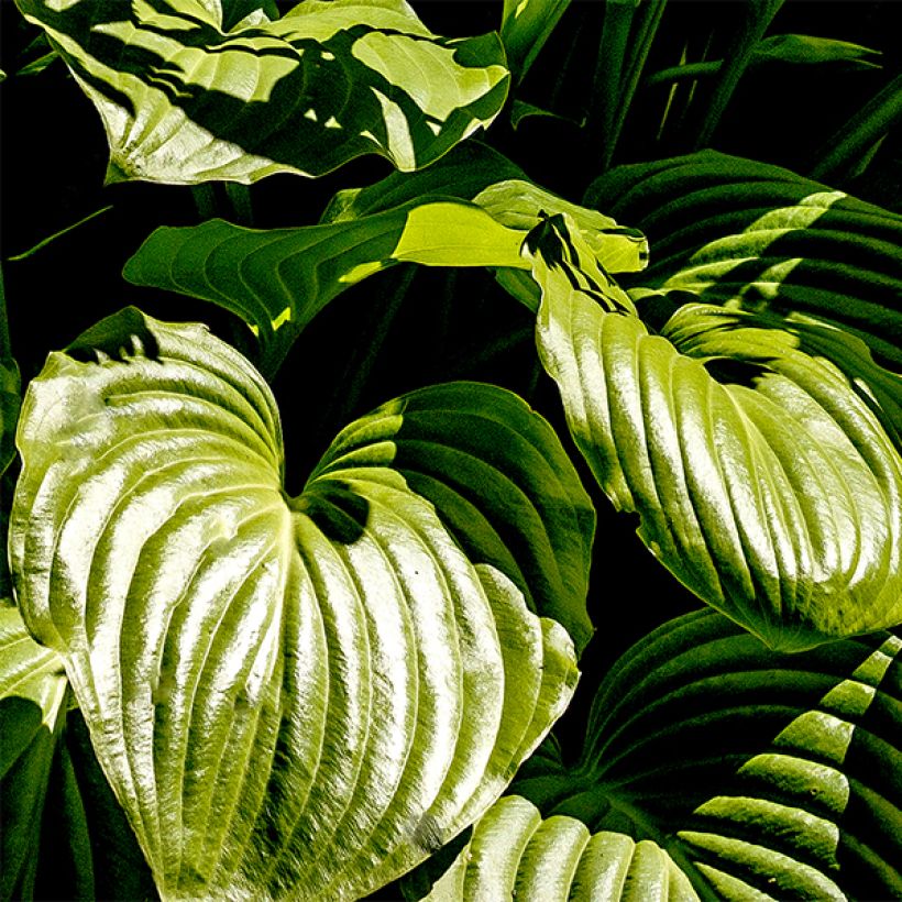 Tuoksukuunlilja - Hosta plantaginea grandiflora (Lehvistö)