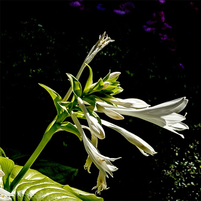 Tuoksukuunlilja - Hosta plantaginea grandiflora (Kukinta)