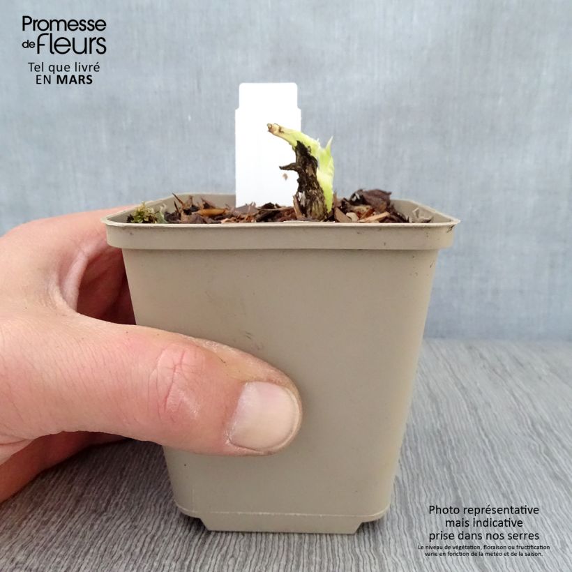 Esimerkki keväällä toimitetusta Tuoksukuunlilja - Hosta plantaginea grandiflora Taimiruukku 8/9 cm-taimesta