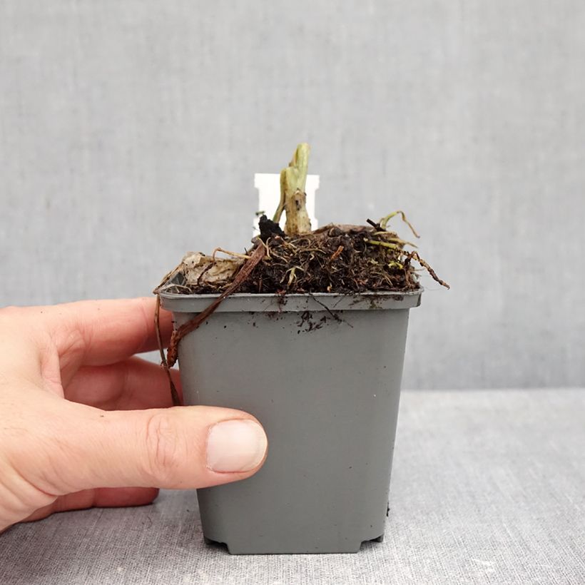 Esimerkki syksyllä toimitetusta Tuoksukuunlilja - Hosta plantaginea grandiflora 8/9 cm taimiruukku-taimesta