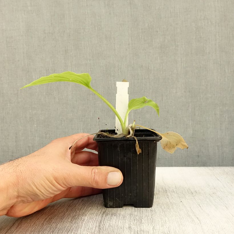 Esimerkki syksyllä toimitetusta Hosta plantaginea var. japonica Godet de 8/9 cm-taimesta