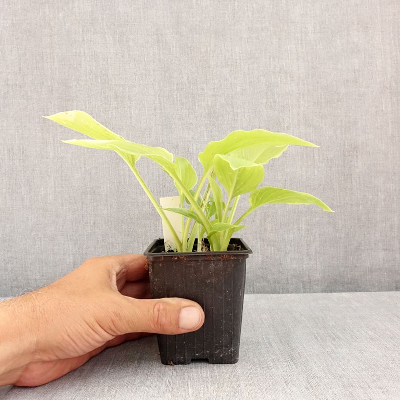 Esimerkki kesällä toimitetusta Tuoksukuunlilja var. japonica Godet de 8/9 cm-taimesta
