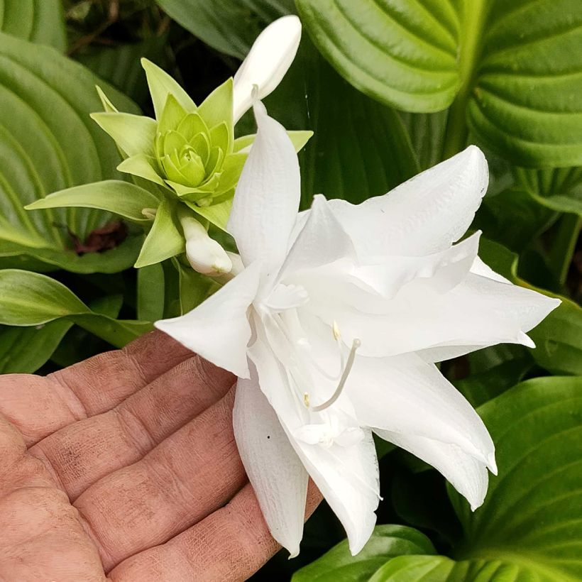 Tuoksukuunlilja Venus (Kukinta)