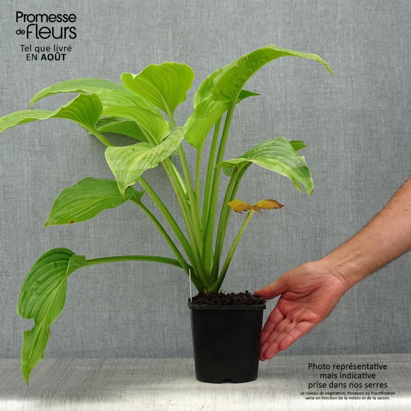 Esimerkki kesällä toimitetusta Hosta plantaginea Venus Pot de 1,5L/2L-taimesta
