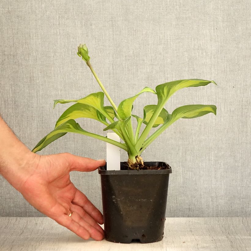 Esimerkki kesällä toimitetusta Kuunlilja Pocketfull of Sunshine Ruukku 1,5L / 2L-taimesta