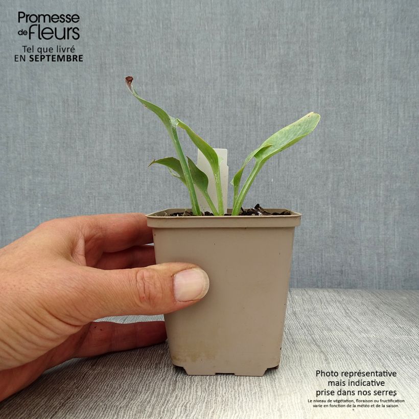 Esimerkki syksyllä toimitetusta Kuunlilja Prairie Sky 8/9 cm taimiruukku-taimesta