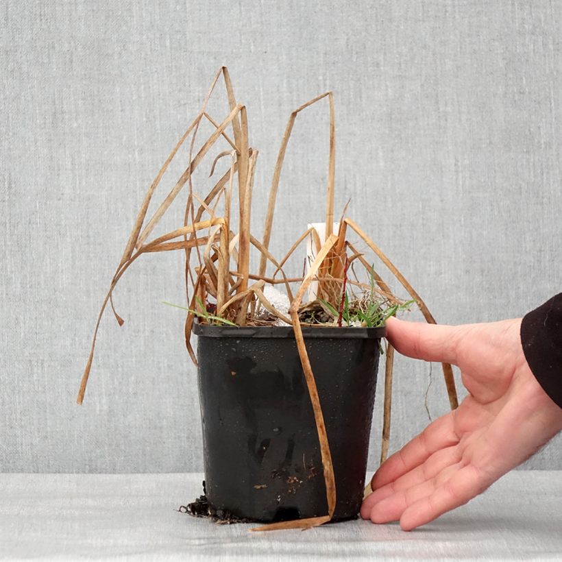 Esimerkki talvella toimitetusta Hosta Prairie Sky Pot de 1,5L/2L-taimesta