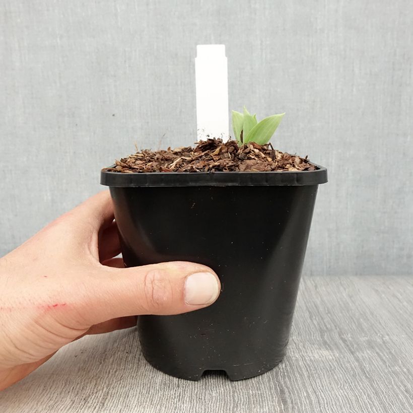 Esimerkki keväällä toimitetusta Kuunlilja Prairie Sky Pot de 1,5L/2L-taimesta