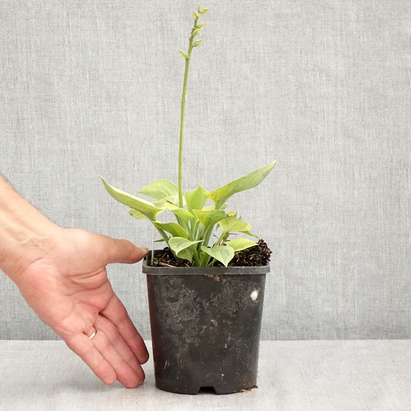 Esimerkki kesällä toimitetusta Kuunlilja Radiant Edger Pot de 1,5L/2L-taimesta