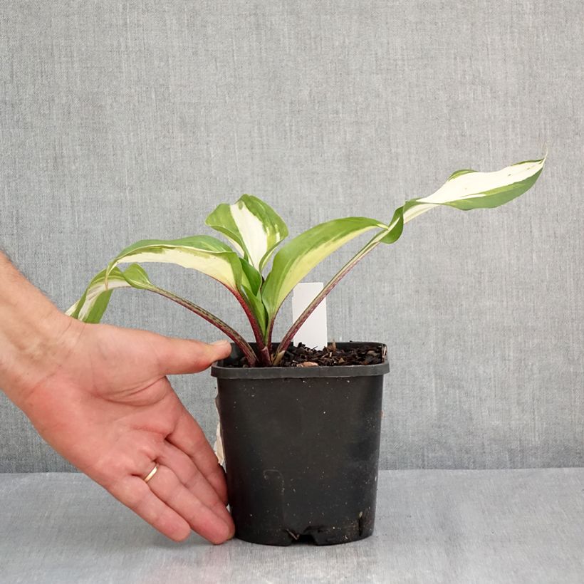 Esimerkki kesällä toimitetusta Kuunlilja Raspberry Sundae Pot de 1,5L/2L-taimesta