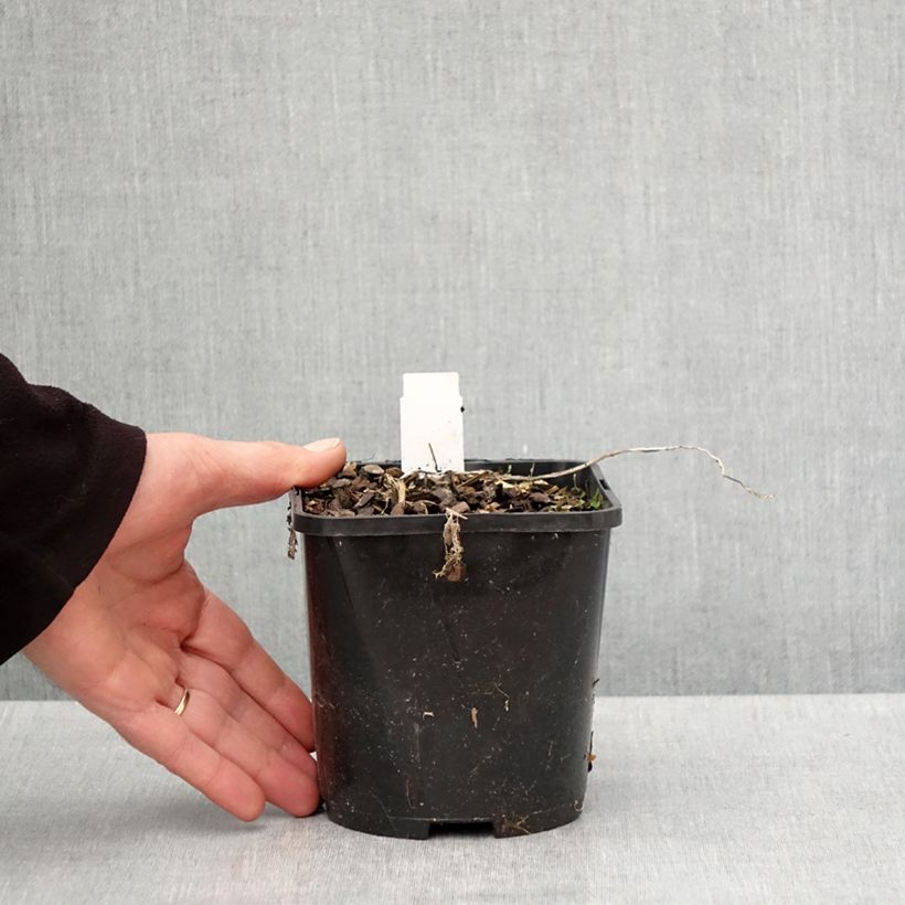 Esimerkki keväällä toimitetusta Hosta Raspberry Sundae Pot de 1,5L/2L-taimesta