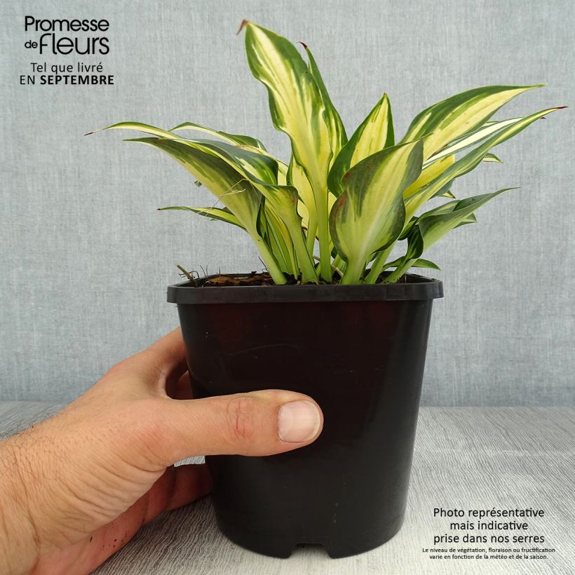 Esimerkki kesällä toimitetusta Kuunlilja Remember Me Pot de 1,5L/2L-taimesta