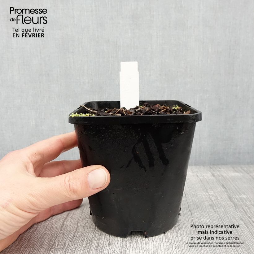 Esimerkki talvella toimitetusta Hosta Remember Me Pot de 1,5L/2L-taimesta