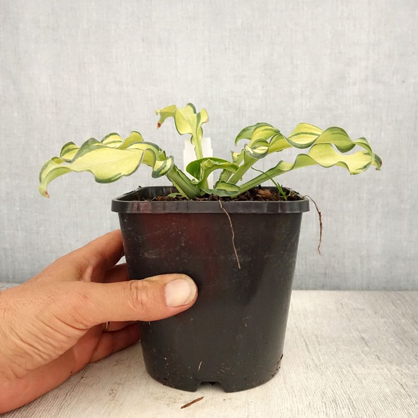 Esimerkki kesällä toimitetusta Kuunlilja Ripple Effect Pot de 1,5L/2L-taimesta