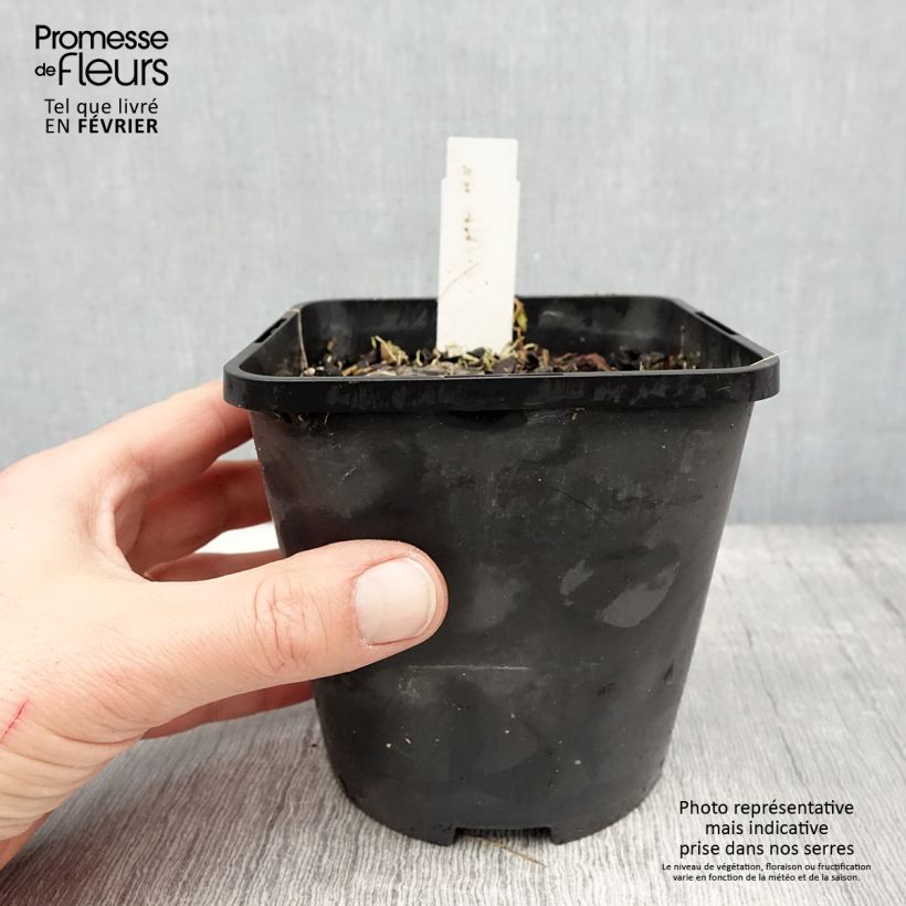 Esimerkki talvella toimitetusta Hosta Ruffed Up Pot de 1,5L/2L-taimesta