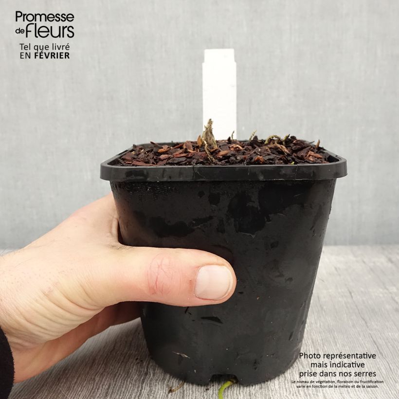 Esimerkki talvella toimitetusta Hosta Sagae Pot de 1,5L/2L-taimesta