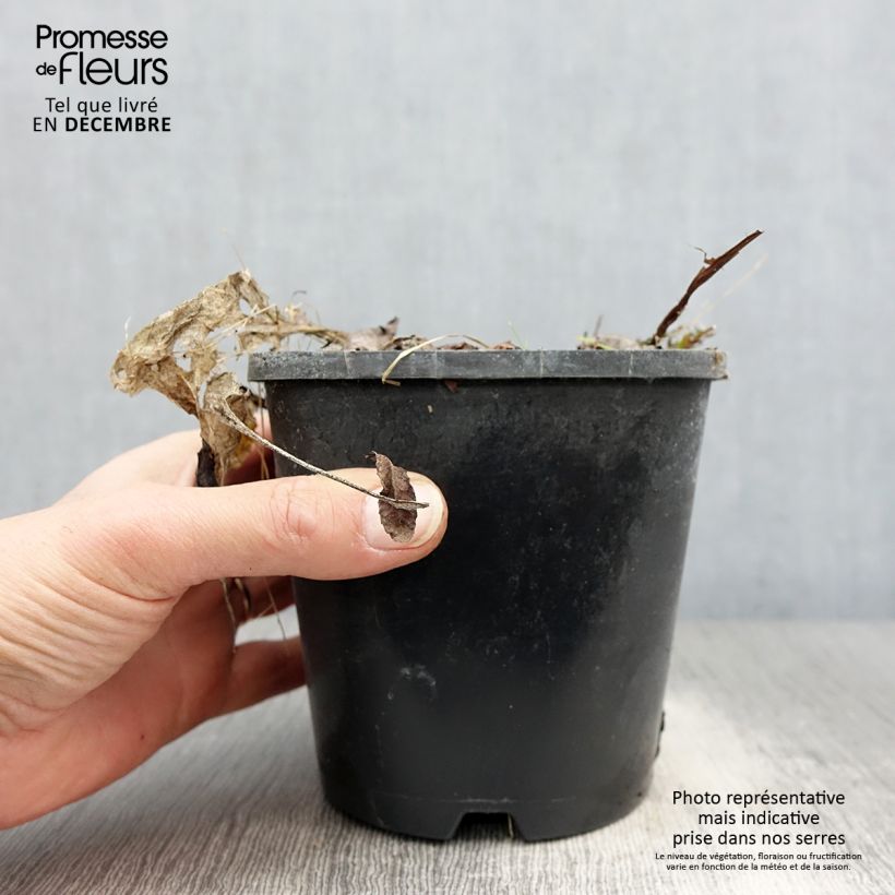 Esimerkki talvella toimitetusta Hosta Saint Elmo's Fire Pot de 1,5L/2L-taimesta