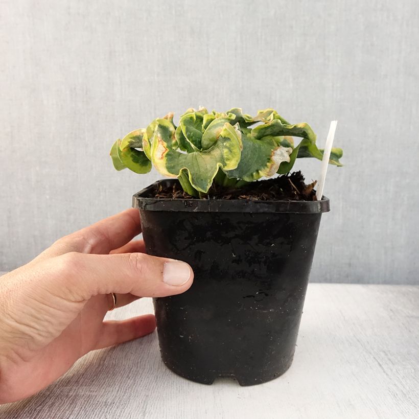 Esimerkki kesällä toimitetusta Kuunlilja School Mouse Pot de 1,5L/2L-taimesta