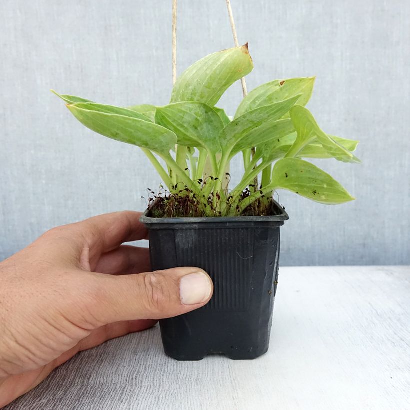 Esimerkki kesällä toimitetusta Sinikuunlilja - Hosta sieboldiana Godet de 8/9 cm-taimesta