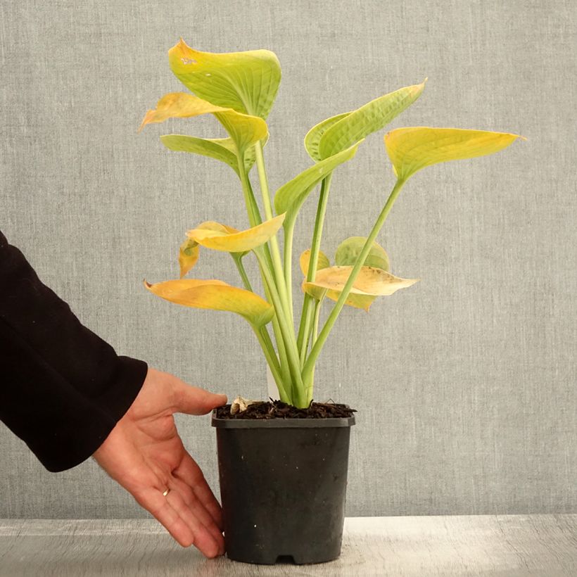 Esimerkki syksyllä toimitetusta Sinikuunlilja elegans 1,5 litran / 2 litran kannu-taimesta