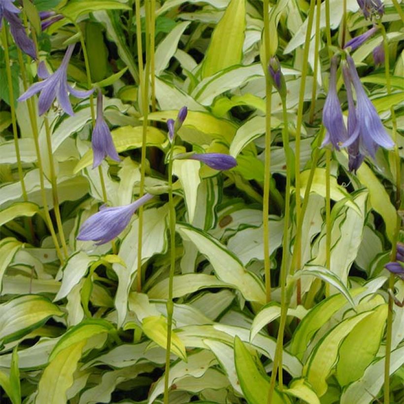 Sinikuunlilja Kabitan (Kukinta)