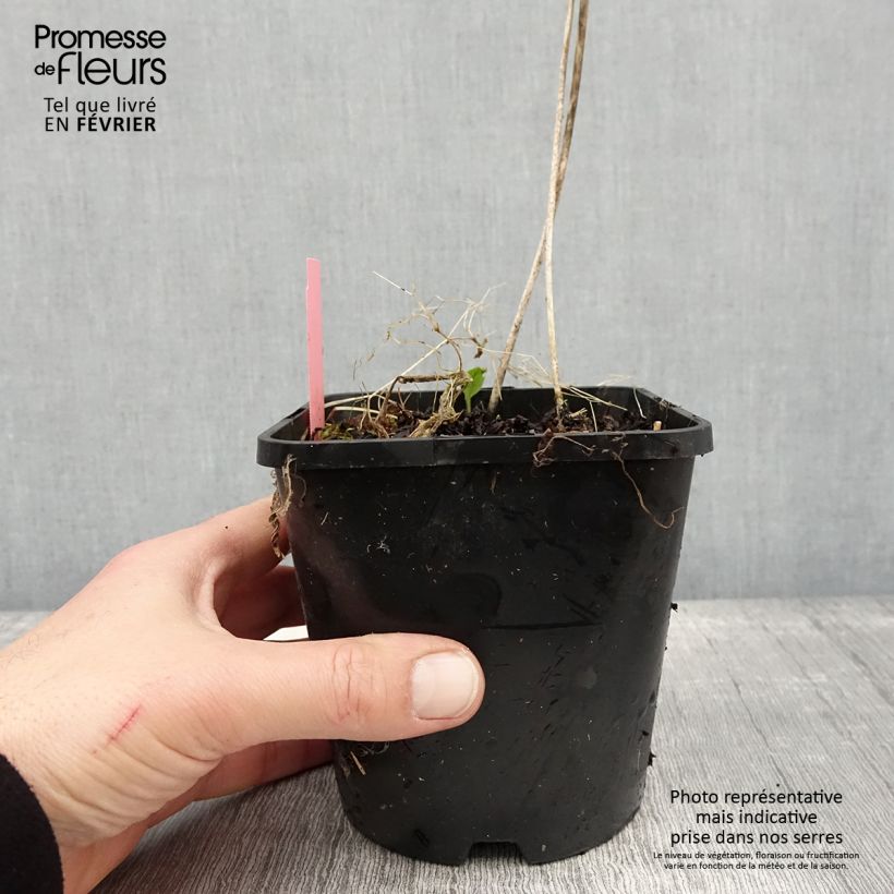 Esimerkki talvella toimitetusta Hosta Sizzle Pot de 1,5L/2L-taimesta
