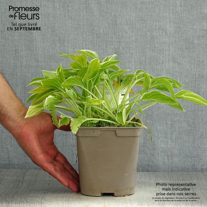 Esimerkki kesällä toimitetusta Kuunlilja So Sweet Pot de 2L/3L-taimesta