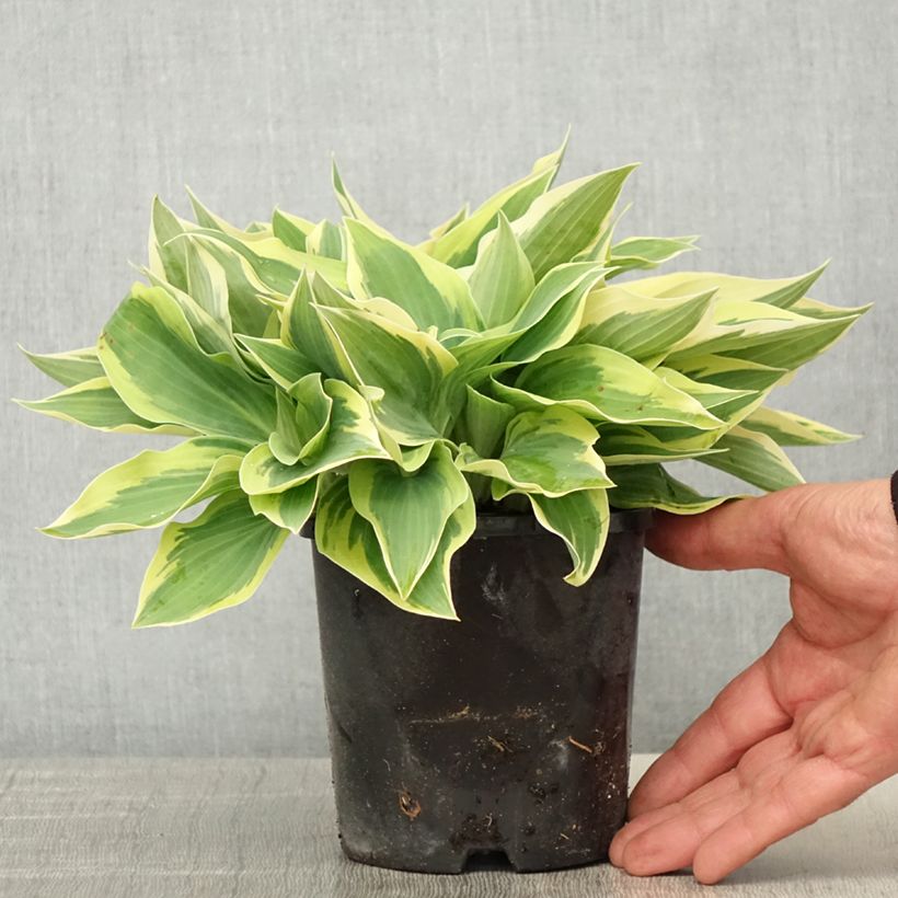 Esimerkki keväällä toimitetusta Kuunlilja Spartacus Pot de 1,5L/2L-taimesta