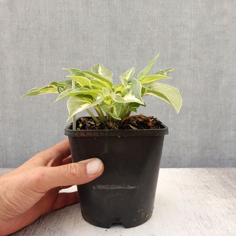 Esimerkki kesällä toimitetusta Kuunlilja Stand by Me Pot de 1,5L/2L-taimesta