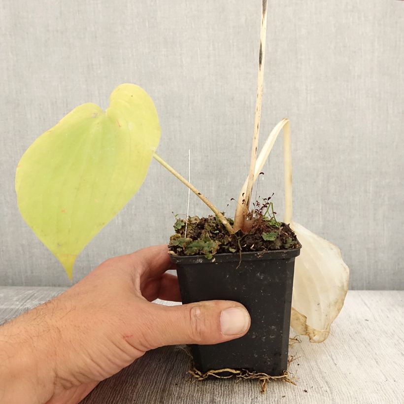 Esimerkki syksyllä toimitetusta Kuunlilja Sum and Substance 8/9 cm taimiruukku-taimesta