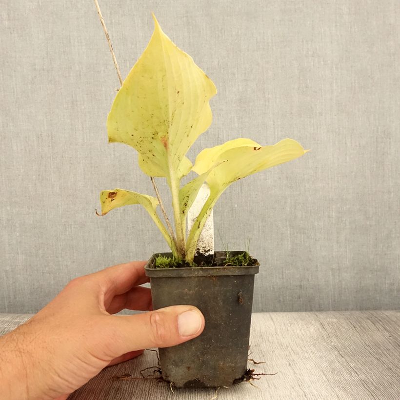 Esimerkki kesällä toimitetusta Kuunlilja Sum of All Godet de 8/9 cm-taimesta