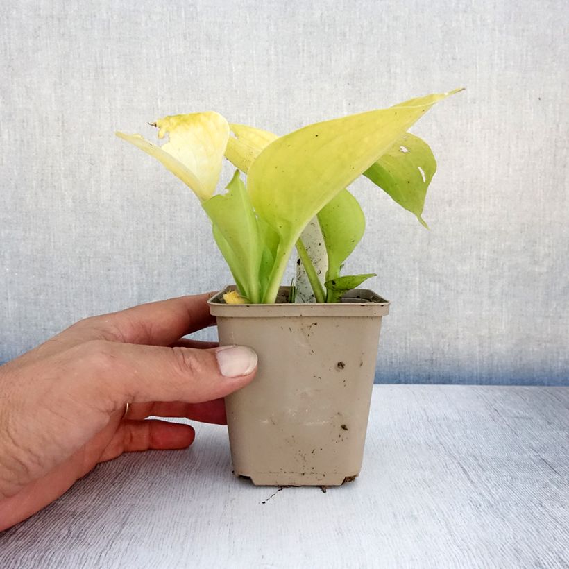 Esimerkki kesällä toimitetusta Kuunlilja Summer Breeze Godet de 8/9 cm-taimesta