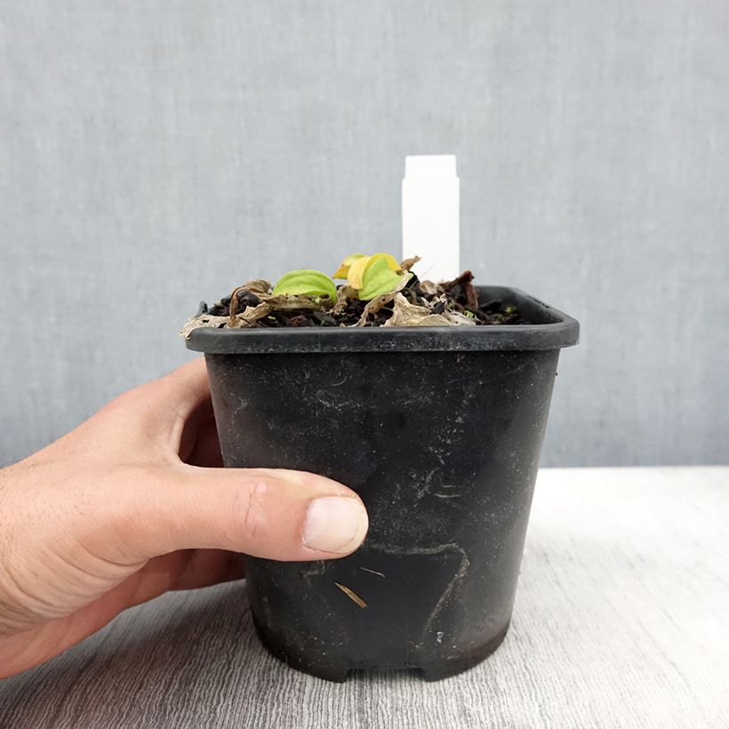 Esimerkki syksyllä toimitetusta Kuunlilja Sun Mouse 1,5 litran / 2 litran kannu-taimesta