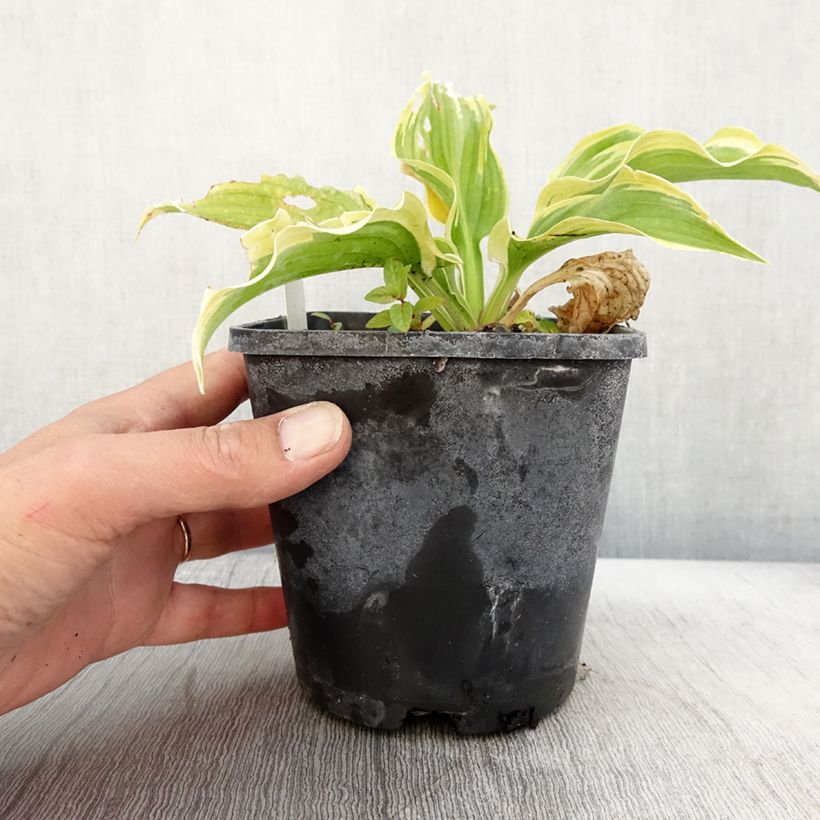Esimerkki syksyllä toimitetusta Hosta The King Pot de 1,5L/2L-taimesta
