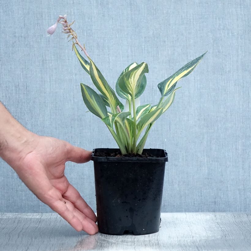 Esimerkki kesällä toimitetusta Myöhäiskuunlilja Timeless Beauty Pot de 1,5L/2L-taimesta