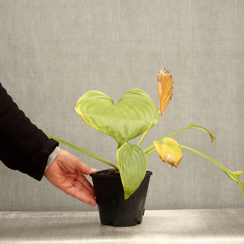 Esimerkki syksyllä toimitetusta Hosta UFO Pot de 1,5L/2L-taimesta