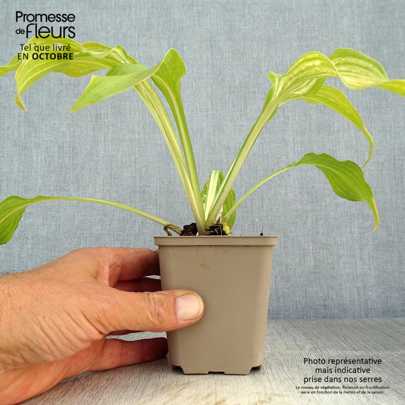 Esimerkki syksyllä toimitetusta Kirjokuunlilja Mediovariegata 8/9 cm taimiruukku-taimesta