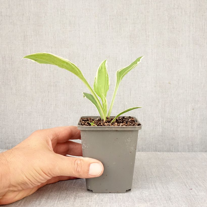 Esimerkki syksyllä toimitetusta Kirjokuunlilja albomarginata 8/9 cm taimiruukku-taimesta