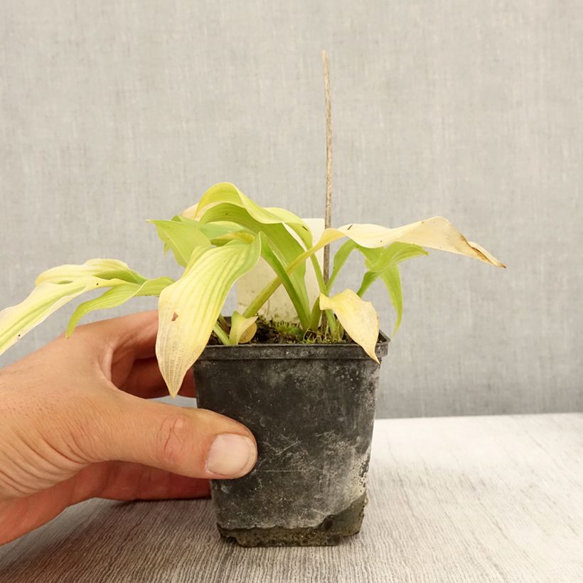 Esimerkki syksyllä toimitetusta Kuunlilja - Hosta undulata var. univittata 8/9 cm taimiruukku-taimesta