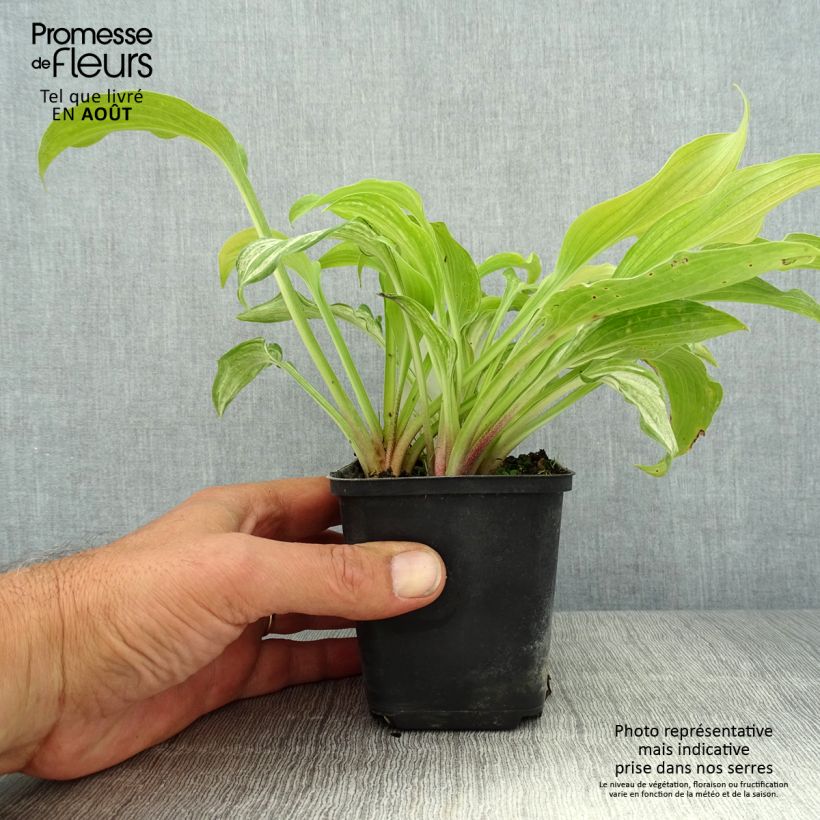 Esimerkki kesällä toimitetusta Kuunlilja - Hosta undulata var. univittata Taimiruukku 8/9 cm-taimesta