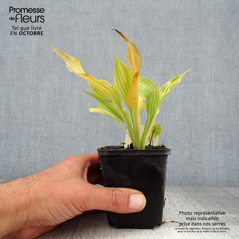 Esimerkki syksyllä toimitetusta Kuunlilja ventricosa 8/9 cm taimiruukku-taimesta