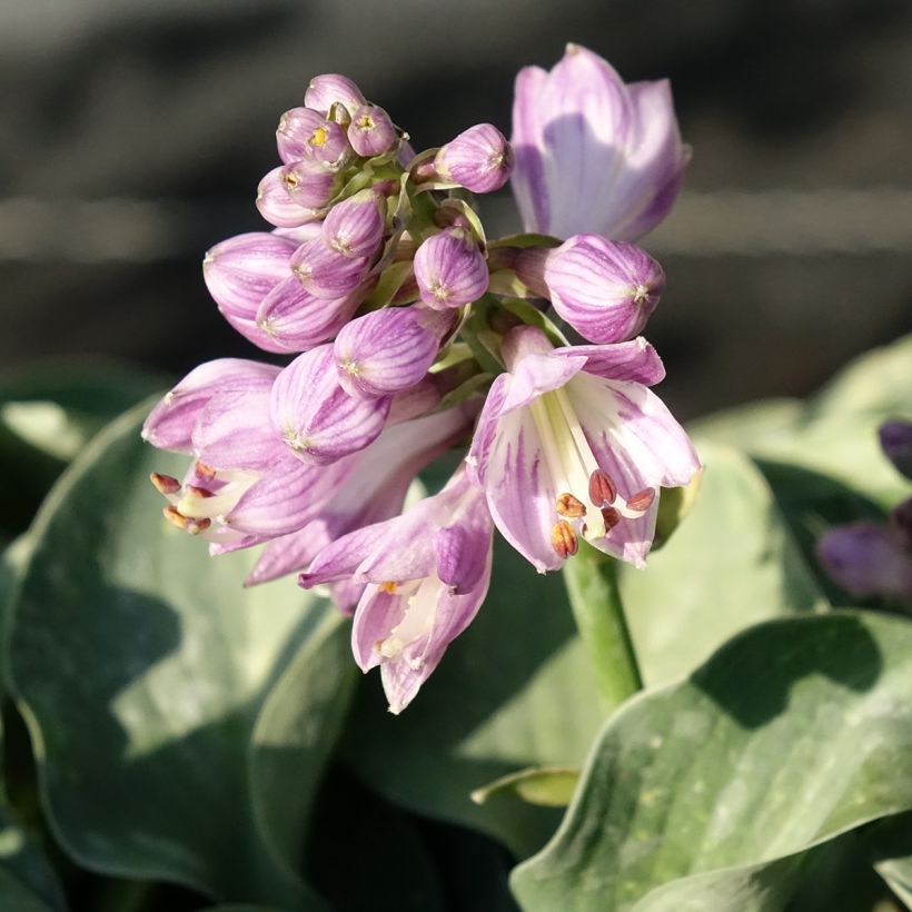 Kuunlilja ventricosa (Kukinta)
