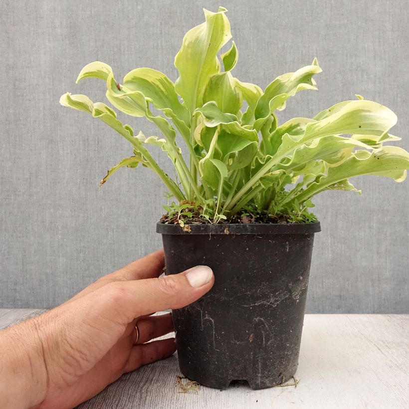 Esimerkki kesällä toimitetusta Kuunlilja Wheee! Pot de 1,5L/2L-taimesta