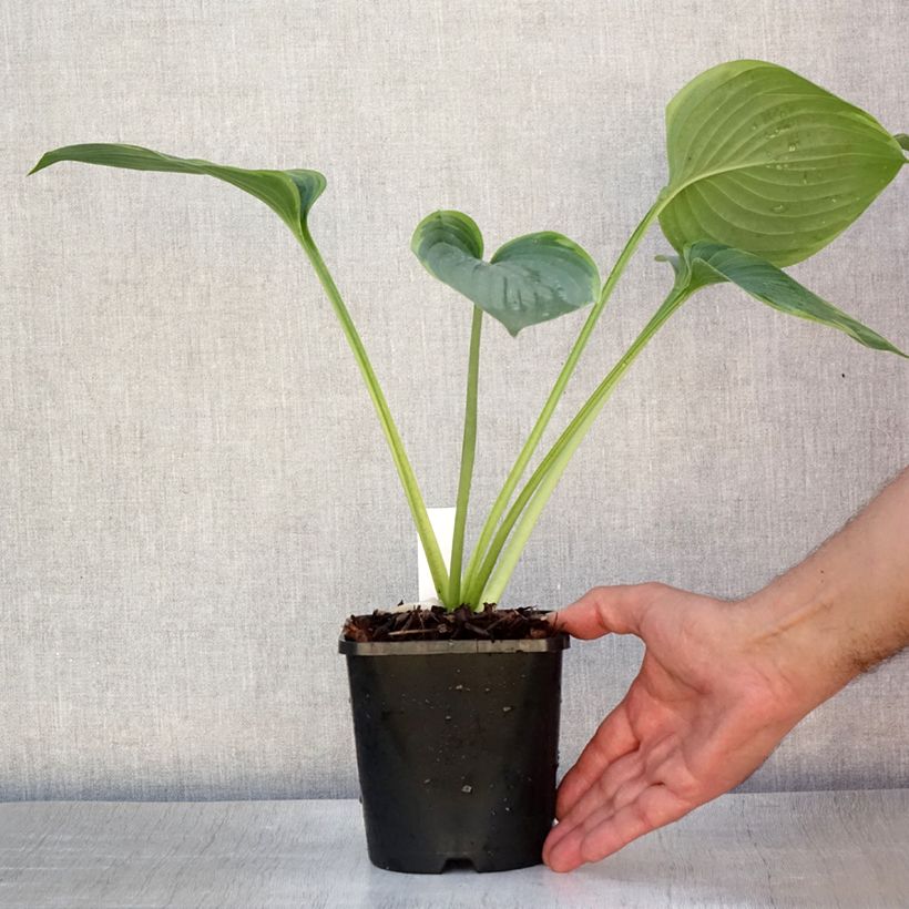 Esimerkki kesällä toimitetusta Kuunlilja Wu-La-La Ruukku 1,5L / 2L-taimesta