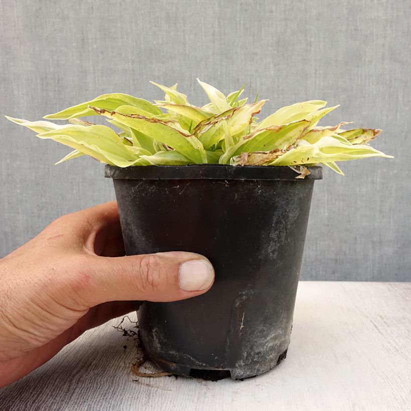 Esimerkki kesällä toimitetusta Kuunlilja Yellow Polka Dot Bikini Pot de 1,5L/2L-taimesta